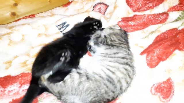 Котя играют друг с другом смотреть онлайн