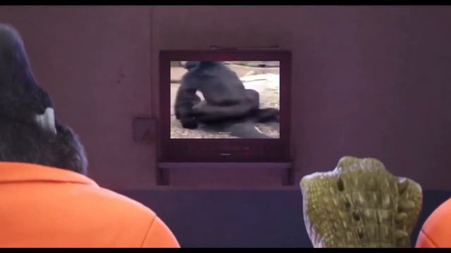 Sing Gorilla Meme (Good Quality) смотреть онлайн