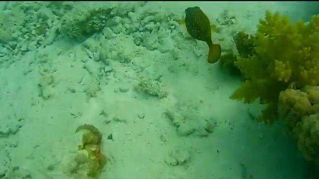 морская рыбка. смотреть онлайн