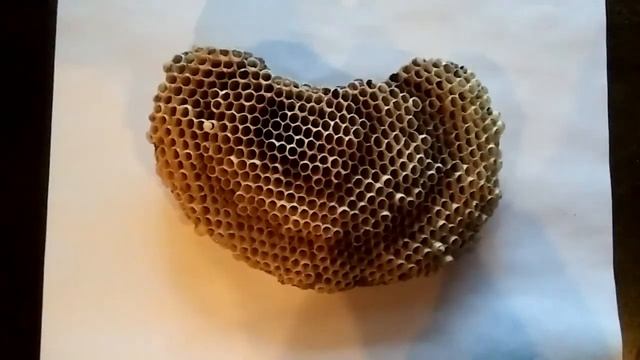 Wasps nest...yellowjackets смотреть онлайн