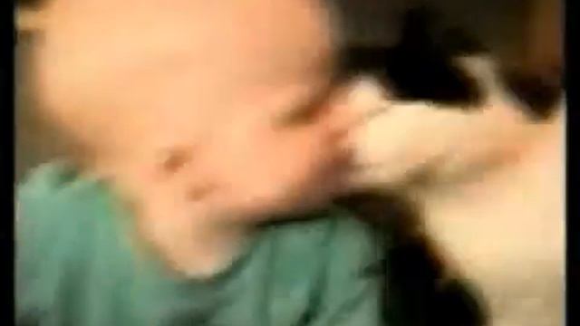 смешные коты . Смешное видео Супер!!!! смотреть онлайн