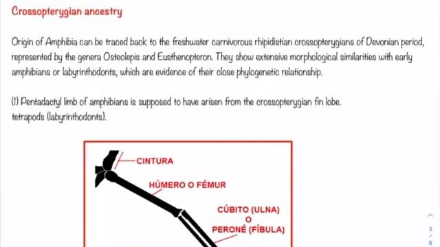 Origin and evolution of Amphibia— Dr. Krishna Mishra смотреть онлайн