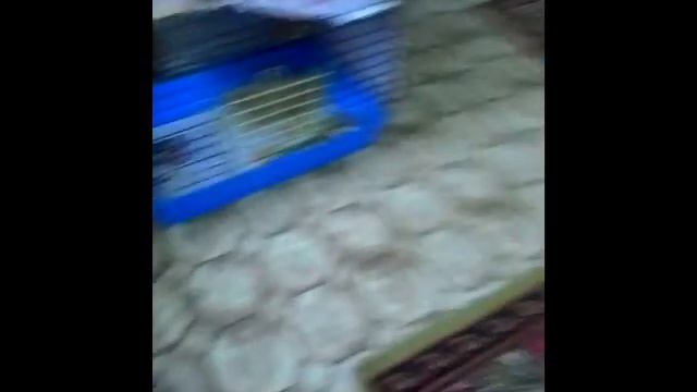 Кролики смотреть онлайн