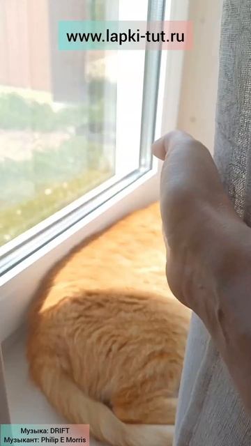 понедельник у всех разный 😁😎 #работа #котик #такса смотреть онлайн