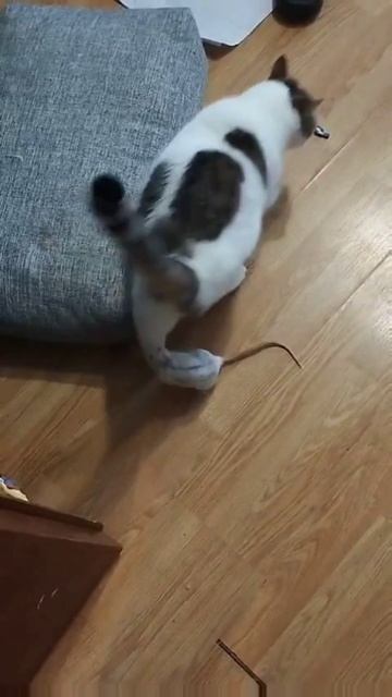 Понос-страшная штука... смотреть онлайн