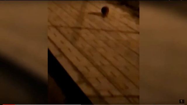 Это бобёр! смотреть онлайн