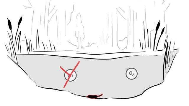 Wetlands: A Powerful Carbon Sink смотреть онлайн