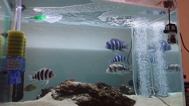 Cyphotilapia frontosa смотреть онлайн