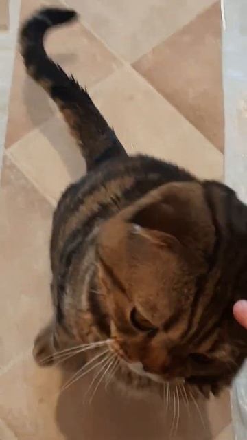 Шотландец на задних лапках смотреть онлайн