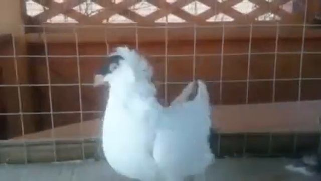 Монахи смотреть онлайн