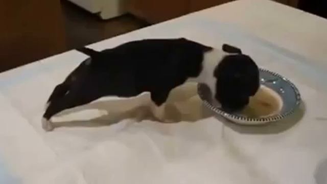 Bon Appetit смотреть онлайн