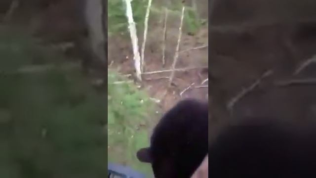 Встреча с медведем смотреть онлайн