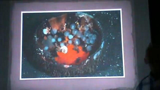 Part 3/3 Talk: Underwater Photography & Marine Biology смотреть онлайн