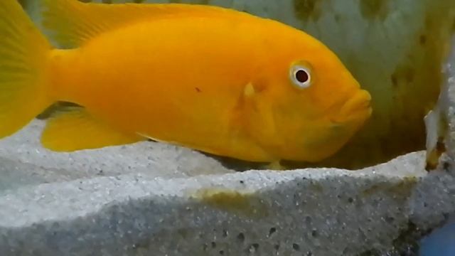 Metriaclima Msobo Magunga смотреть онлайн