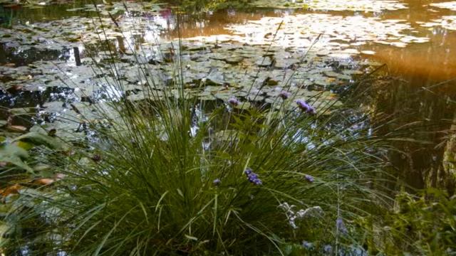 Clips from Monet 's Gardens Giverny France смотреть онлайн