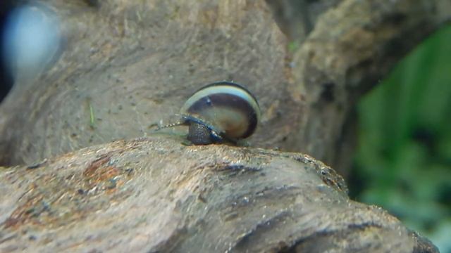 Pianoschnecke Taia naticoides смотреть онлайн