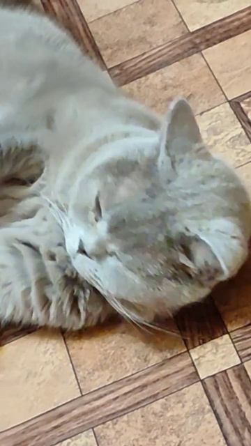 Имущество, будут забирать. Кормушки, весы и когтеточку 🤣#нескучныекотики смотреть онлайн