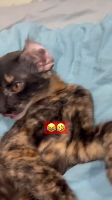 Ear so funny😂😂 #shorts #cat #cute #followme #funny смотреть онлайн