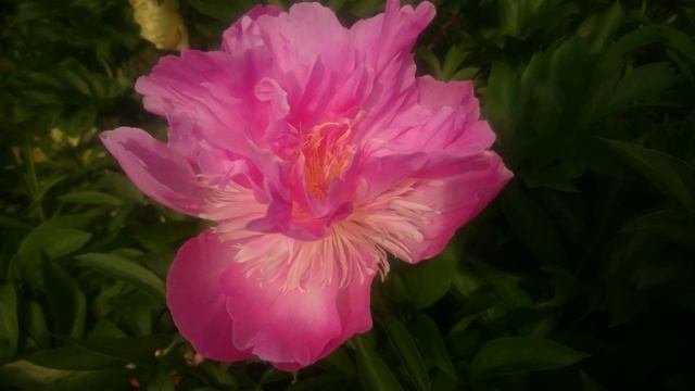 Paree Fru Fru - 2 смотреть онлайн