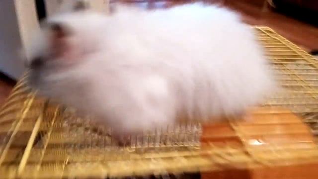 Смешная Лапушка! Новое видео про Хомку Лапушку смотреть онлайн