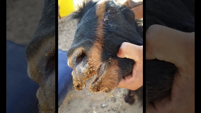 اعراض طاعون المجترات الصغيرة Peste des Petits Ruminants смотреть онлайн