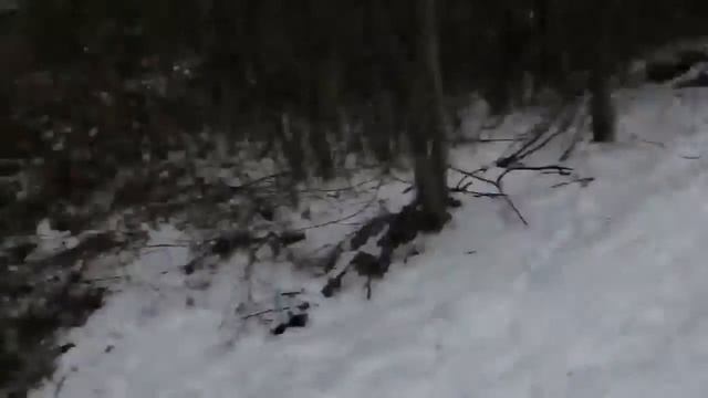 Woofer Walk:2/14/19/afternoon смотреть онлайн
