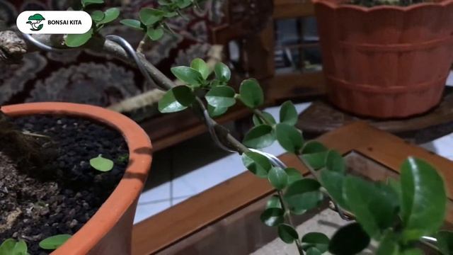 Cara Membuat Bonsai Sancang menjadi Indah - Tahap 1 (Phemna microphylla) смотреть онлайн
