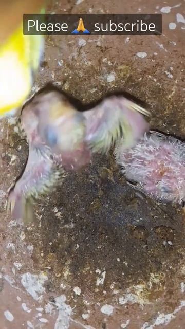 A Mother's Love: Heartwarming Moments of Lovebird Feeding Her Precious Baby смотреть онлайн