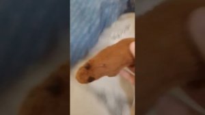 вечерний влог с капибарой 🤍🤍💋🤙🏻