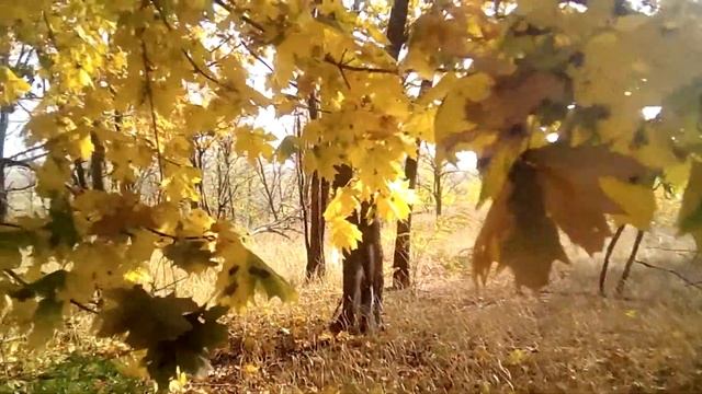 сельский качек осенний спорт 2020 смотреть онлайн