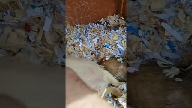Two mumma ferrets giving birth at the same time. смотреть онлайн