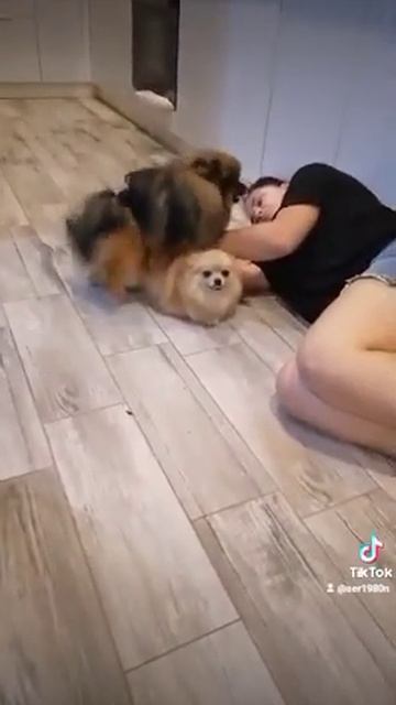 шпицы алиса и ее парень вязка смотреть онлайн