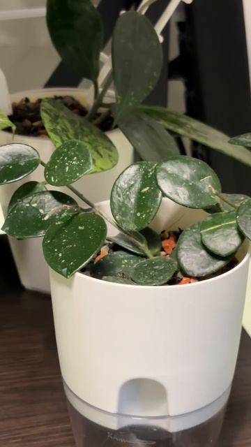 Утро в цветочном раю смотреть онлайн