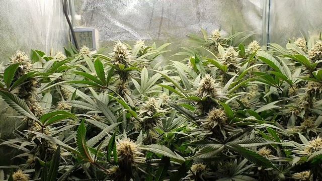 Blueberry, Cookies Gelato & Orange Juice, Garden Update #11 смотреть онлайн