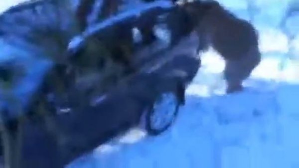 Медведь завёл машину!