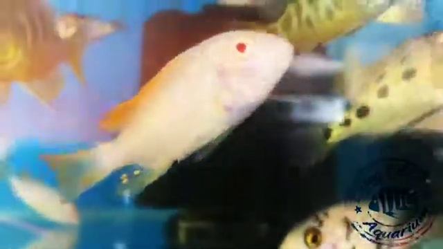 𝐌𝐚𝐲𝐥𝐚𝐧𝐝𝐢𝐚 𝐆𝐫𝐞𝐬𝐡𝐚𝐤𝐞𝐢 𝐀𝐥𝐛𝐢𝐧𝐨 𝟐.𝟓𝐢𝐧𝐜𝐡 𝐀𝐯@𝐢𝐥𝐚𝐛𝐥𝐞! 𝐏𝐢𝐧𝐠@ 𝟔𝟑𝟖𝟎𝟓𝟗𝟓𝟏𝟏𝟎 смотреть онлайн