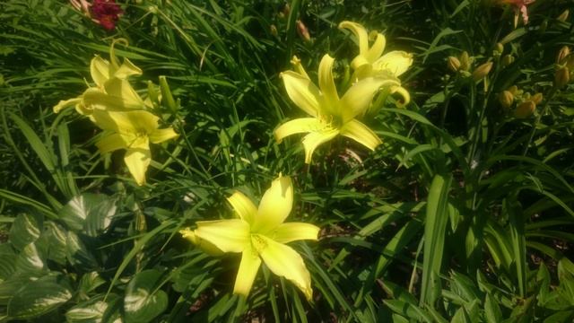 Hemerocallis Green Dragon смотреть онлайн