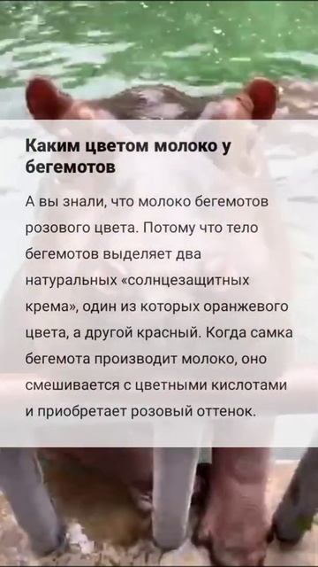 Каким цветом молоко у бегемотов? #shorts факты №6 смотреть онлайн