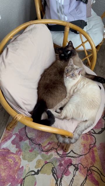 Потеряшки #love #marcelandarchie #cat #shortsvideo #catlover #cute #андрелла #animals #kitten #кот смотреть онлайн