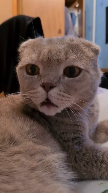 ПЛЮШКА смотреть онлайн