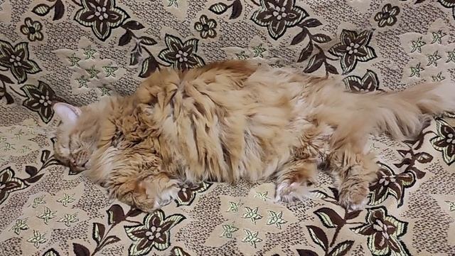 Я устал не кантовать смотреть онлайн