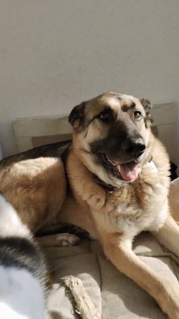 каждый человек думает что у него самая лучшая собака смотреть онлайн