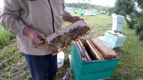 Раздаю маточники в микронуклеусы.