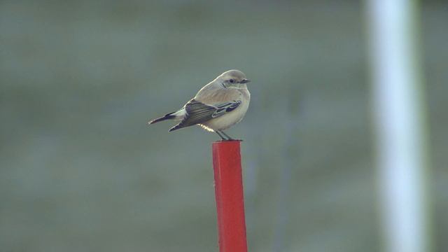 ÖKENSTENSKVÄTTA Desert Wheatear (Oenante deserti) Klipp - 2625 смотреть онлайн