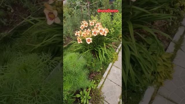 Лилейники в моём саду.
