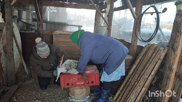 СМОТРЮ ГУСЕЙ НА ДЕВОЧКУ И МАЛЬЧИКА смотреть онлайн