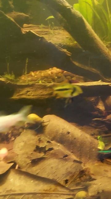 Apistogramma a few days later смотреть онлайн