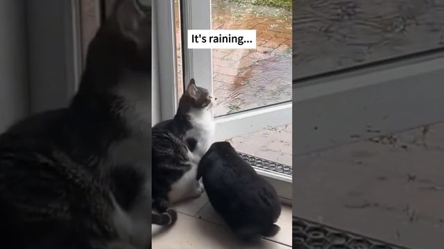 Dog Funny new Video#dog #catvideos #funny #entertainment #catfunny смотреть онлайн