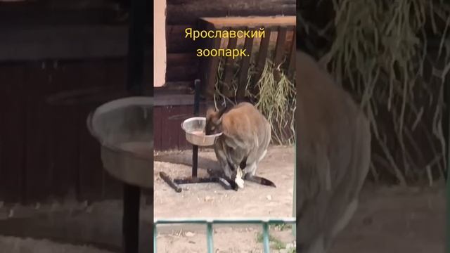 В Добрый Путь TV - Кенгуру обедает) #вдобрыйпутьtv #ярославль #животные #обзоры #путешествие смотреть онлайн