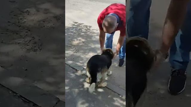 снова Мухтарчик. Оля и Витя Никого не забыли 🙏🙏🙏🙏 смотреть онлайн